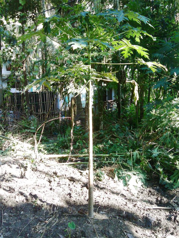 Dhimal image 6