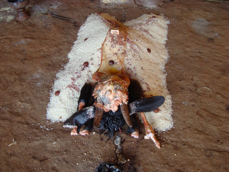 Hakkipikki image 1