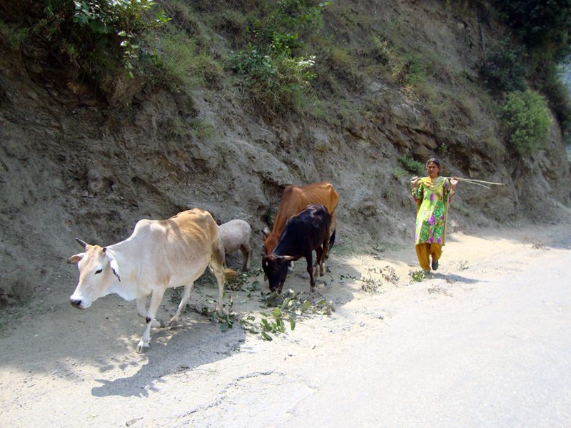 Hassadi image 3