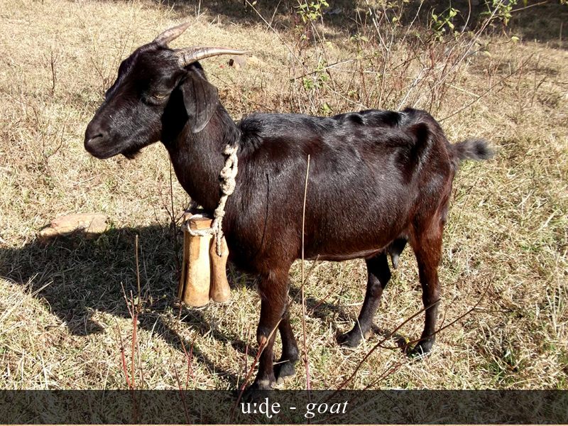 Manda image 5