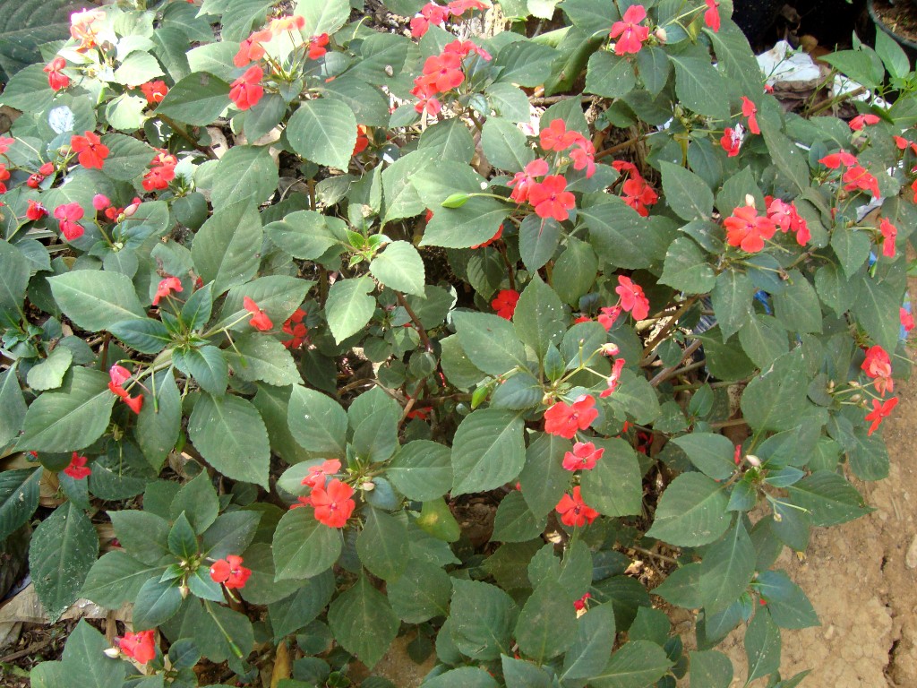 Thachanadan Moopan image 10